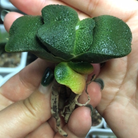 军配蜗牛母本带3个侧牙一起