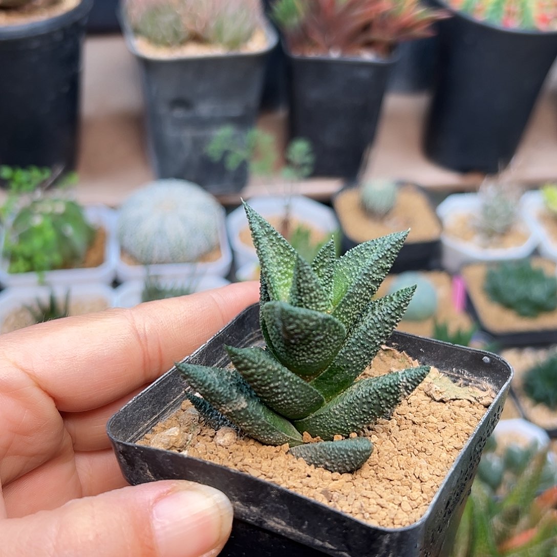 硬叶木锉           