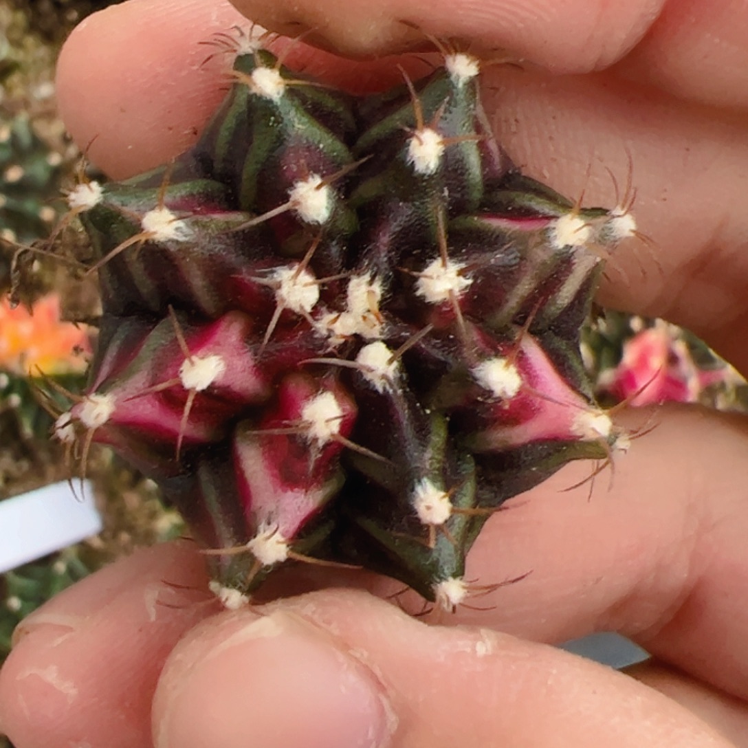 当前无花栽培后可以开花689