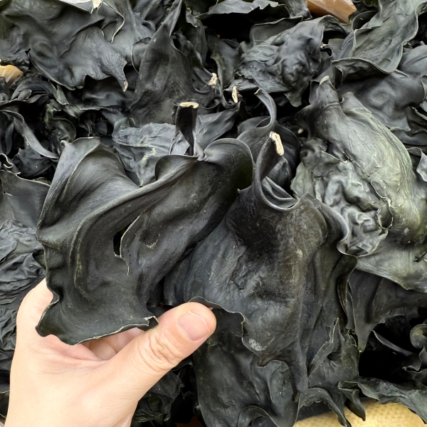 【表嫂】头水厚肉海带头125克干净无沙煲汤滋补汤料