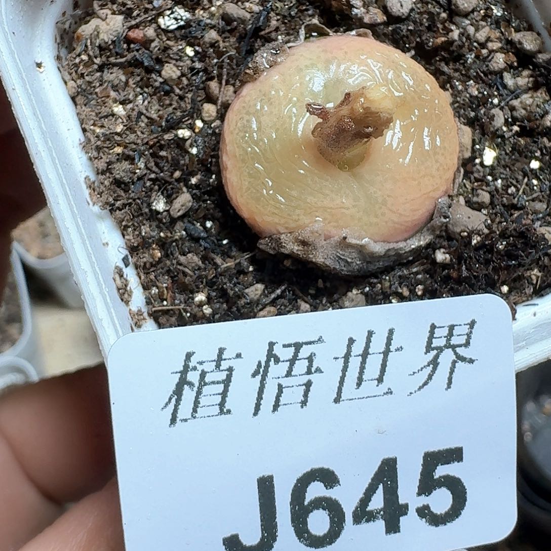 645个多肉植物哇f v