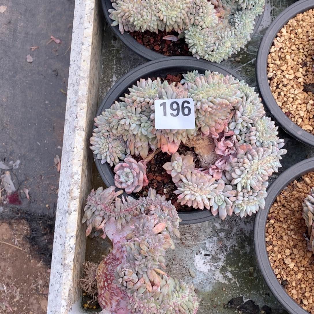 馨***196 破烂玩意儿丫丫