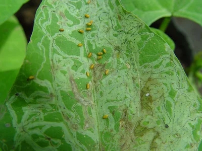 绿植斑潜蝇呵护植物健康