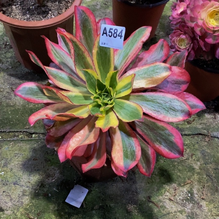 魅影多肉植物584