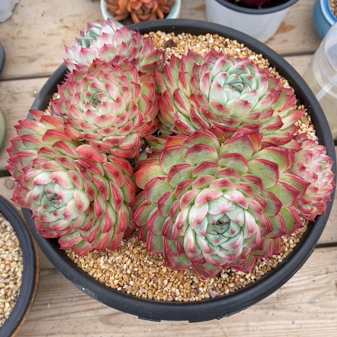 可问主播品种，下滑链接更多品种多肉植物选择