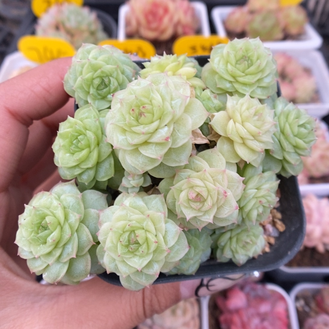 编号麦秆群生926号。    