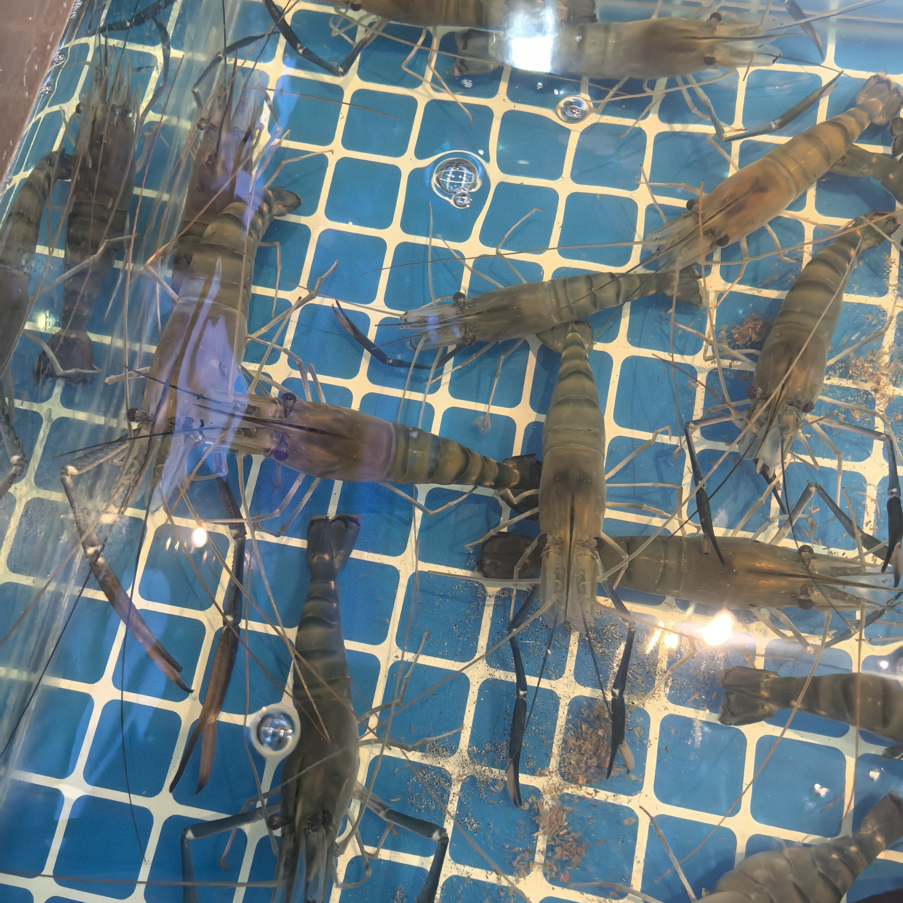 罗氏虾淡水虾精品款肉质鲜美