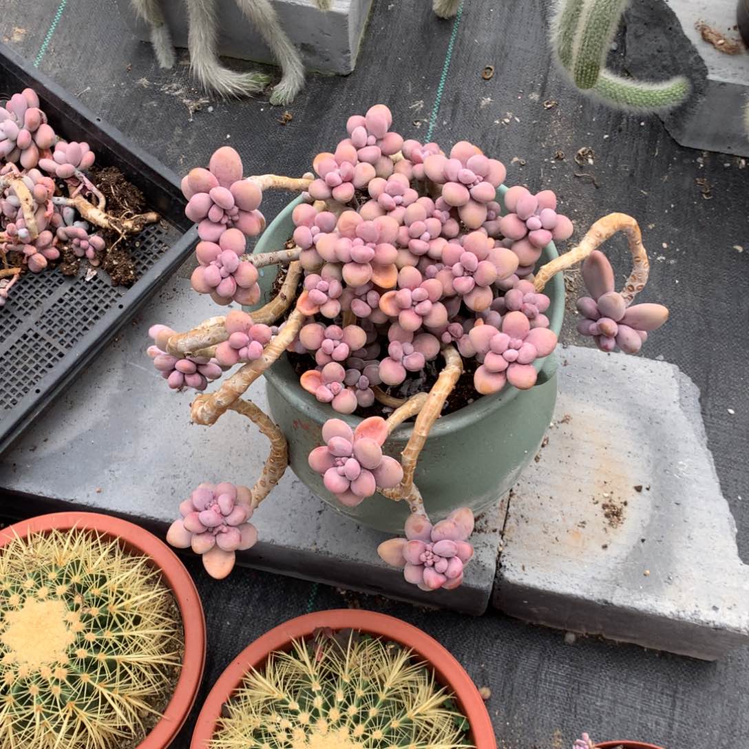 桃蛋老桩31号不带盆