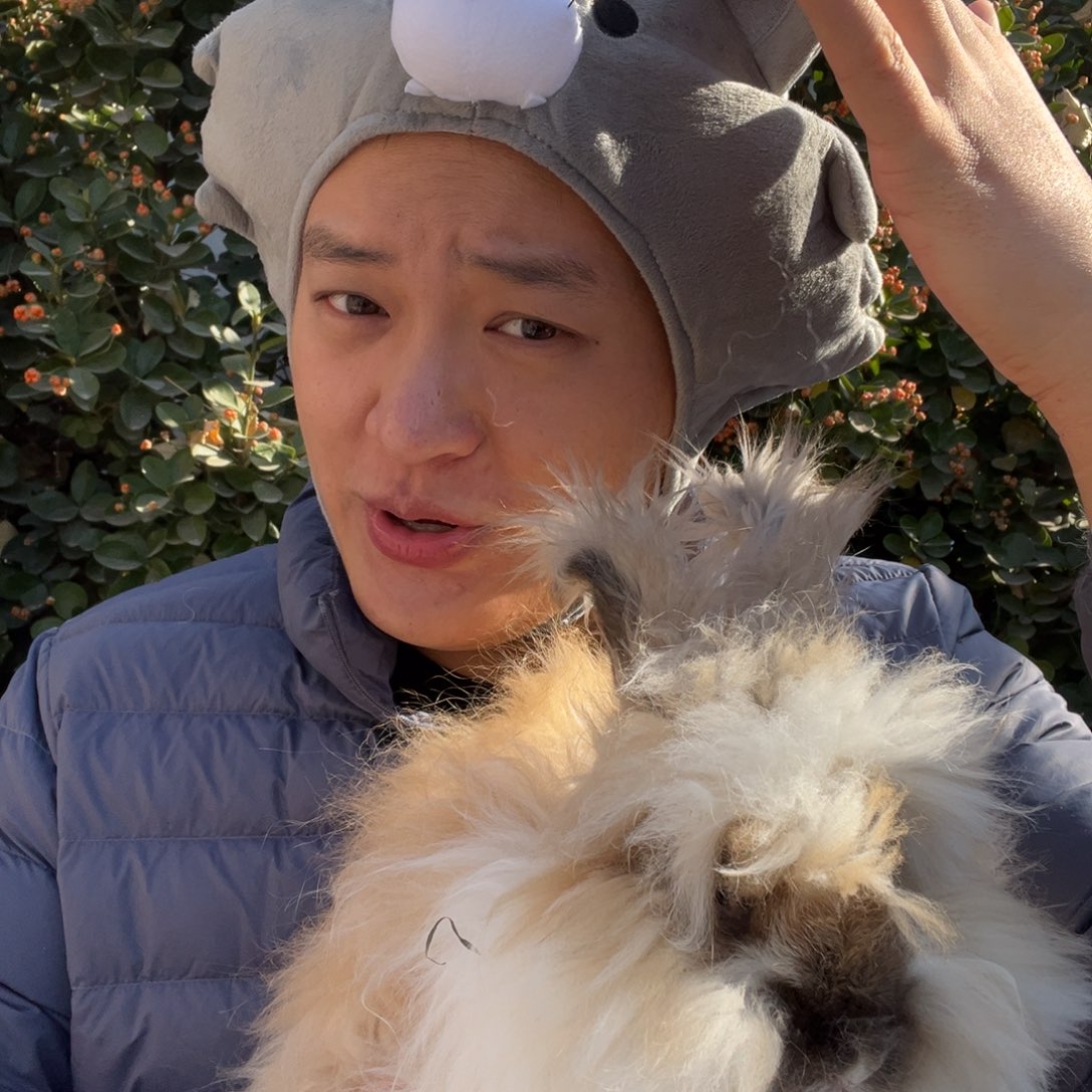 宠物兔英系安哥拉兔