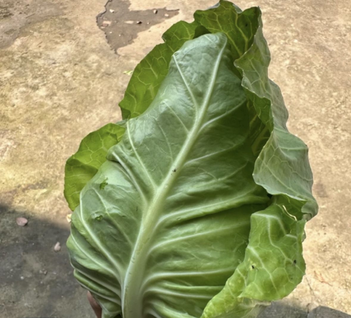 农家新鲜牛心包菜甘蓝耐热耐寒适合春秋四季种植的蔬菜