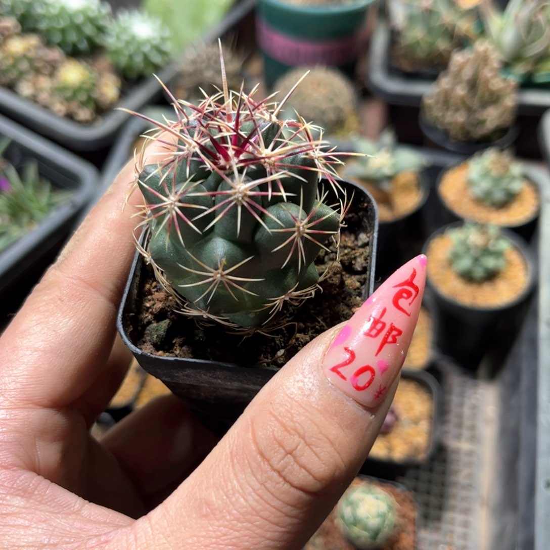 大统领单头发货有根