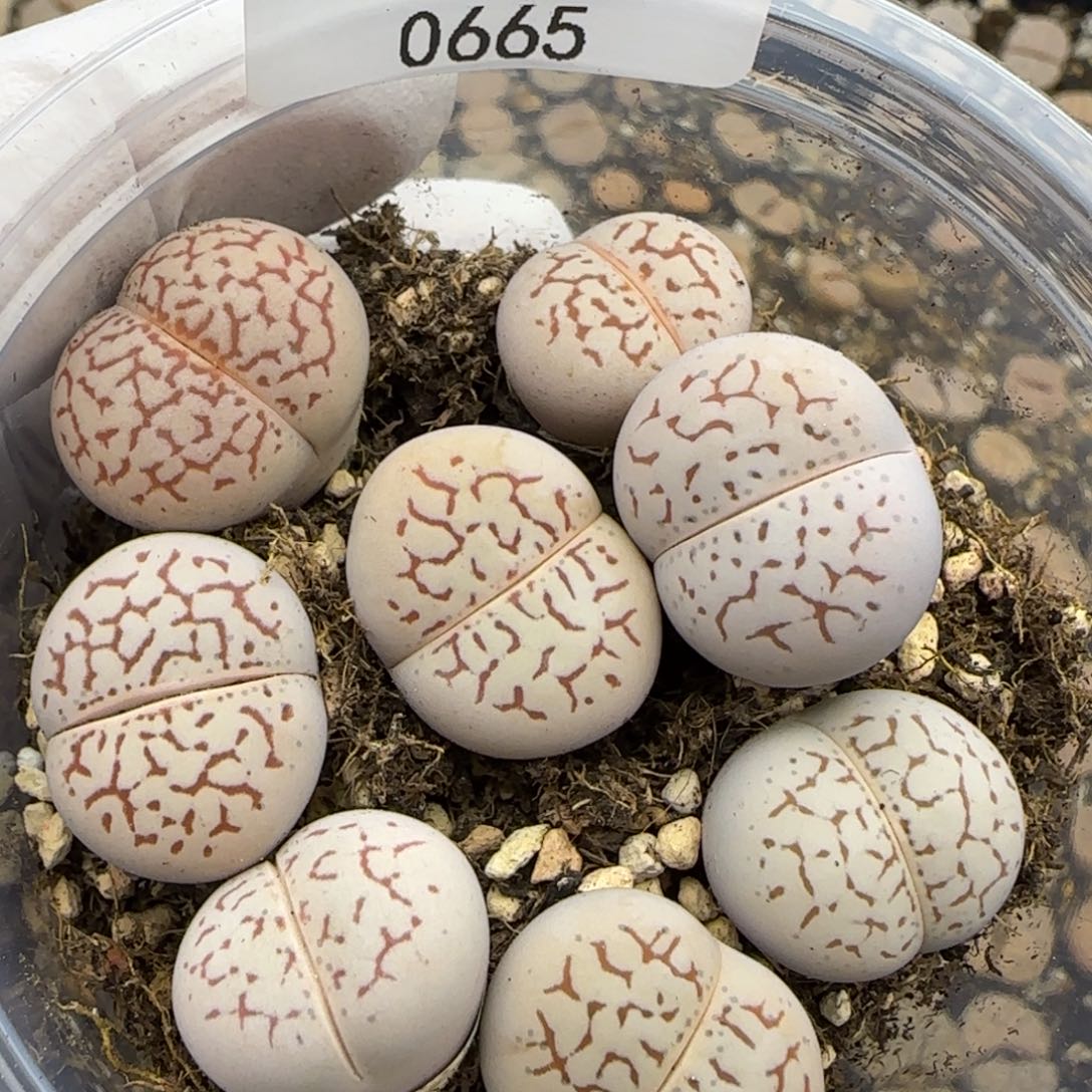 0665。默认脱土。18包邮。偏远88包邮