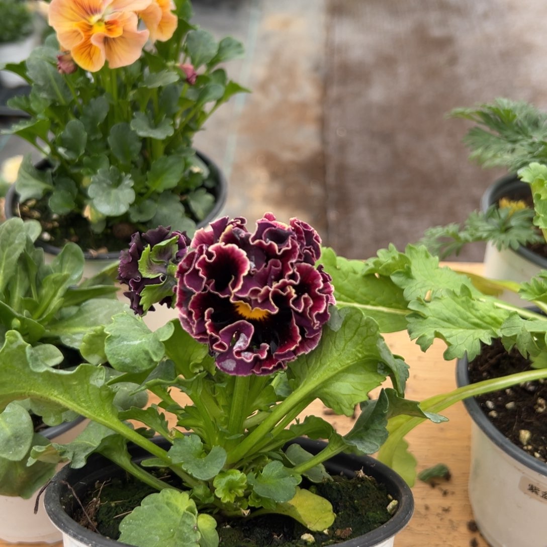 红陶抖音威笑直播闪拍190