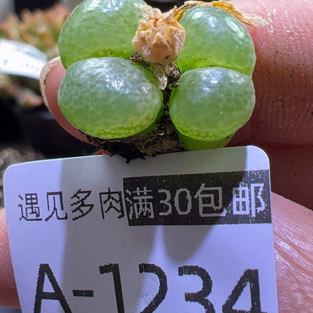 多肉植物1111111111111111^_^