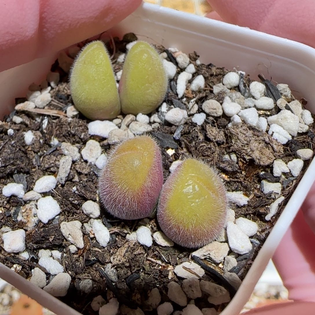 肉锥多肉植物百科7-长毛翠滴777