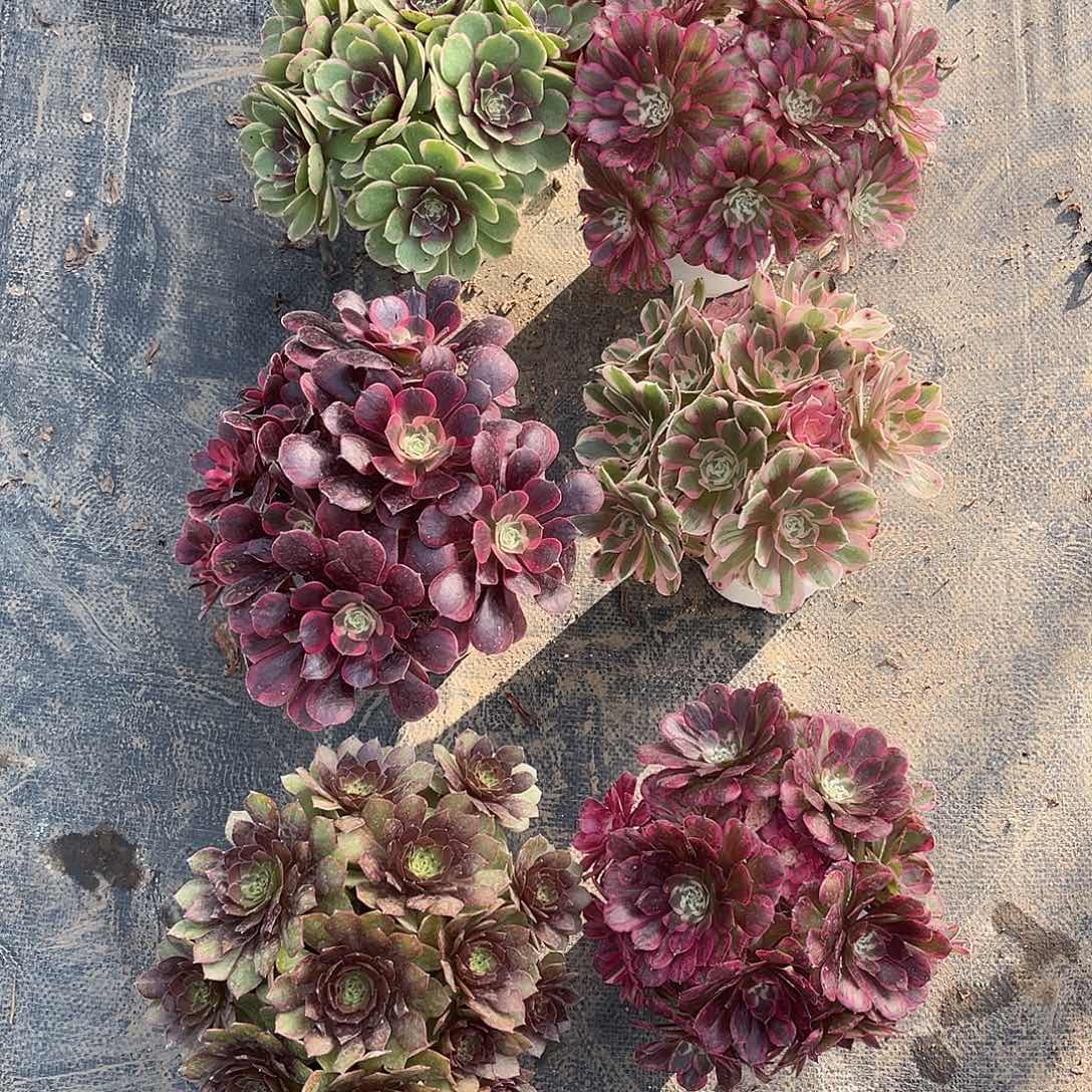 6颗法师80元法师多肉植物