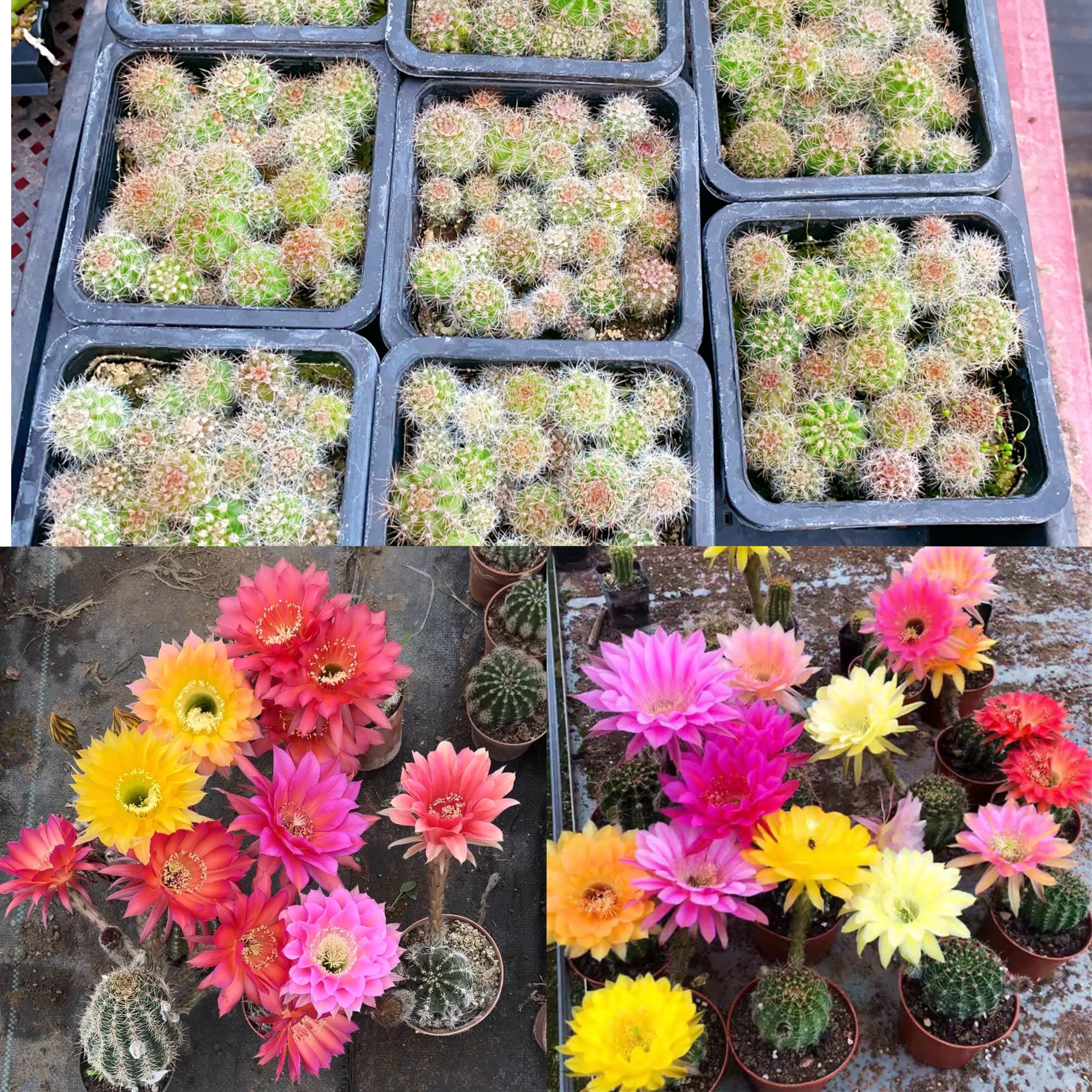 《彩草仙人球3号》实生小苗混色一盆15棵+， 1厘米左右带盆土发货