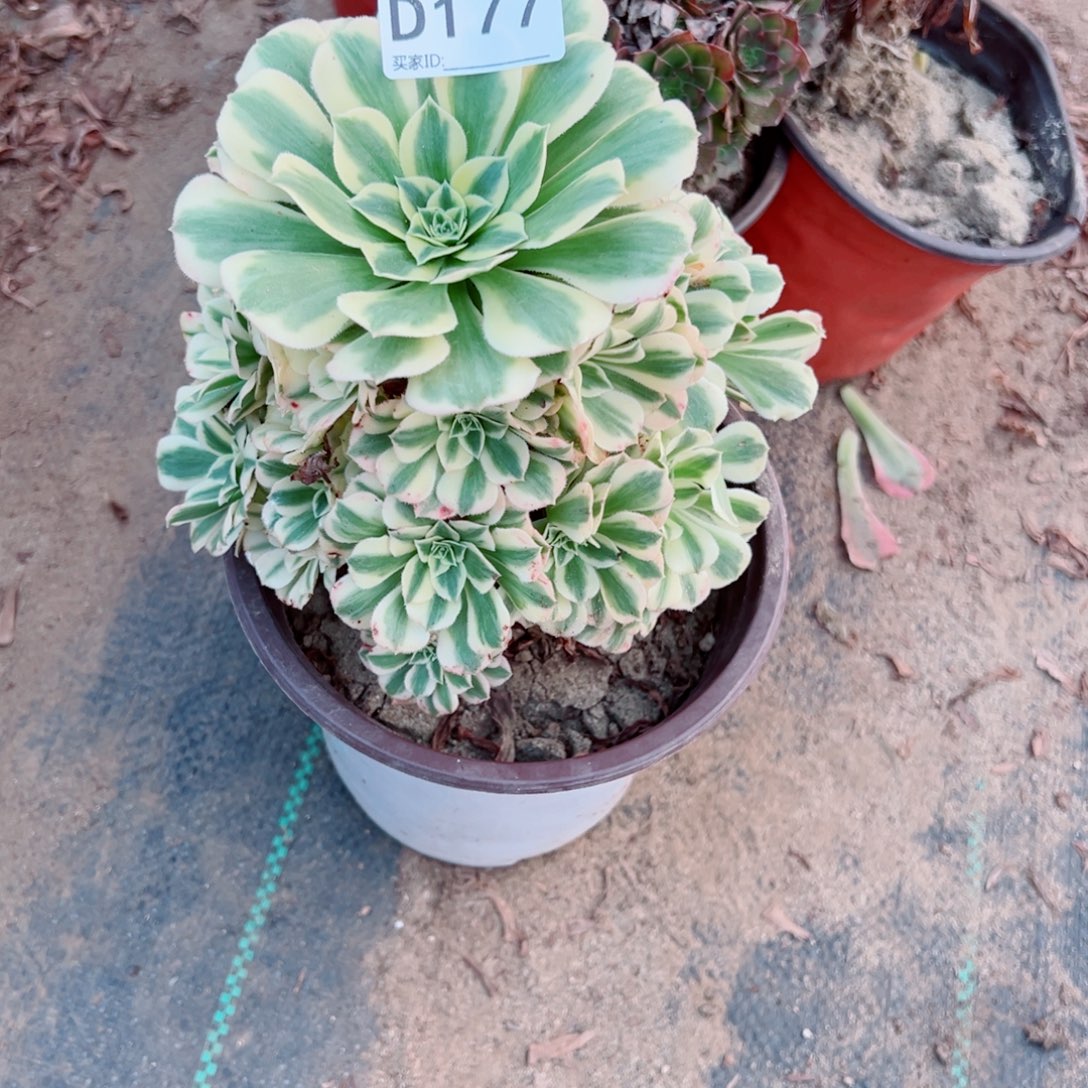 177迈巴赫多肉植物法师多肉