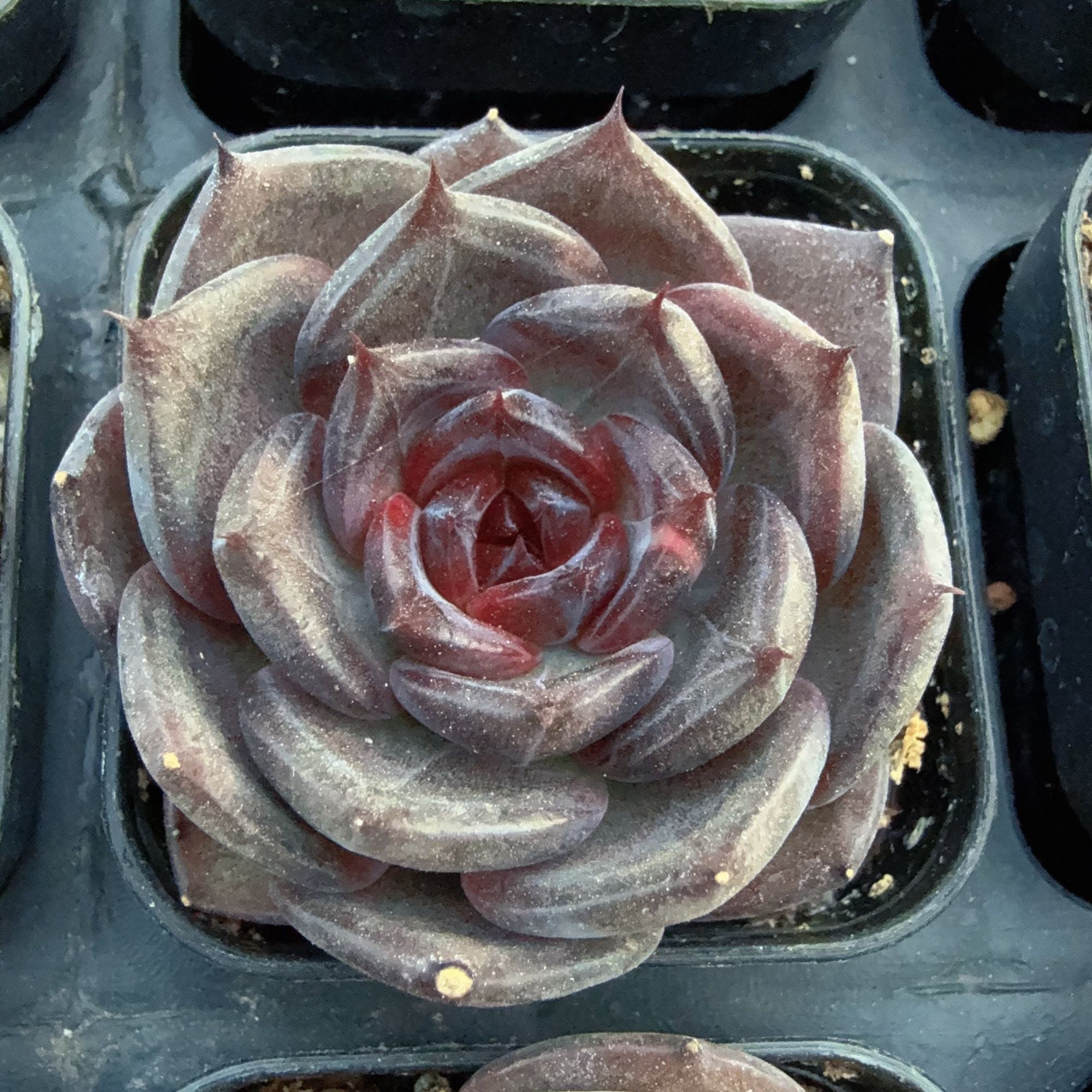 50#S号黑天鹅单头（3-5cm）带盆土