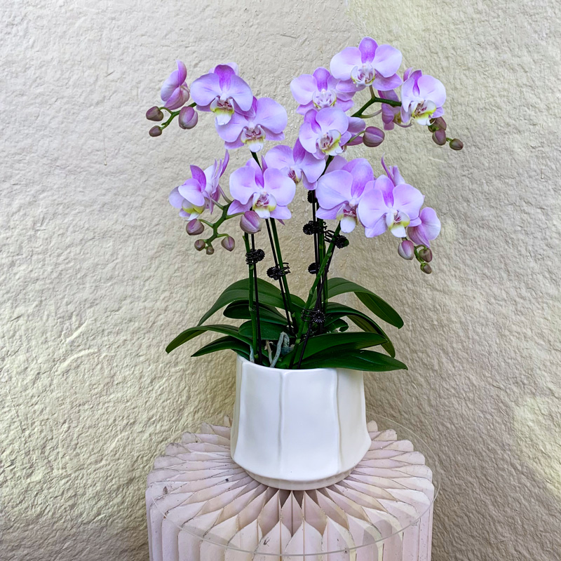 【天使】欧州鲜花蝴蝶兰 渐变粉色系 高端家居花卉