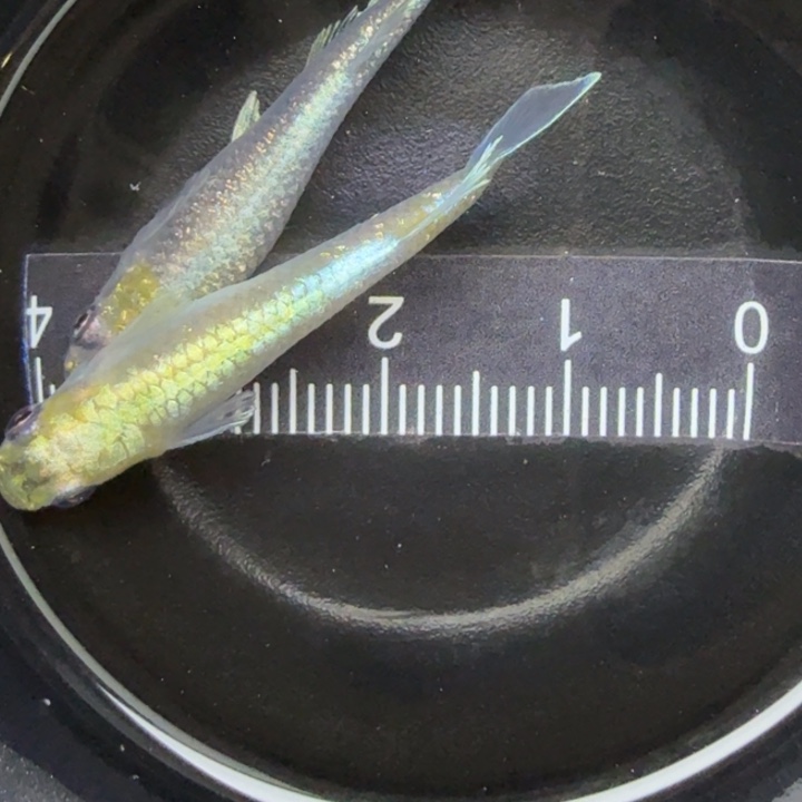青鳉鱼宽鳍玛丽亚1号