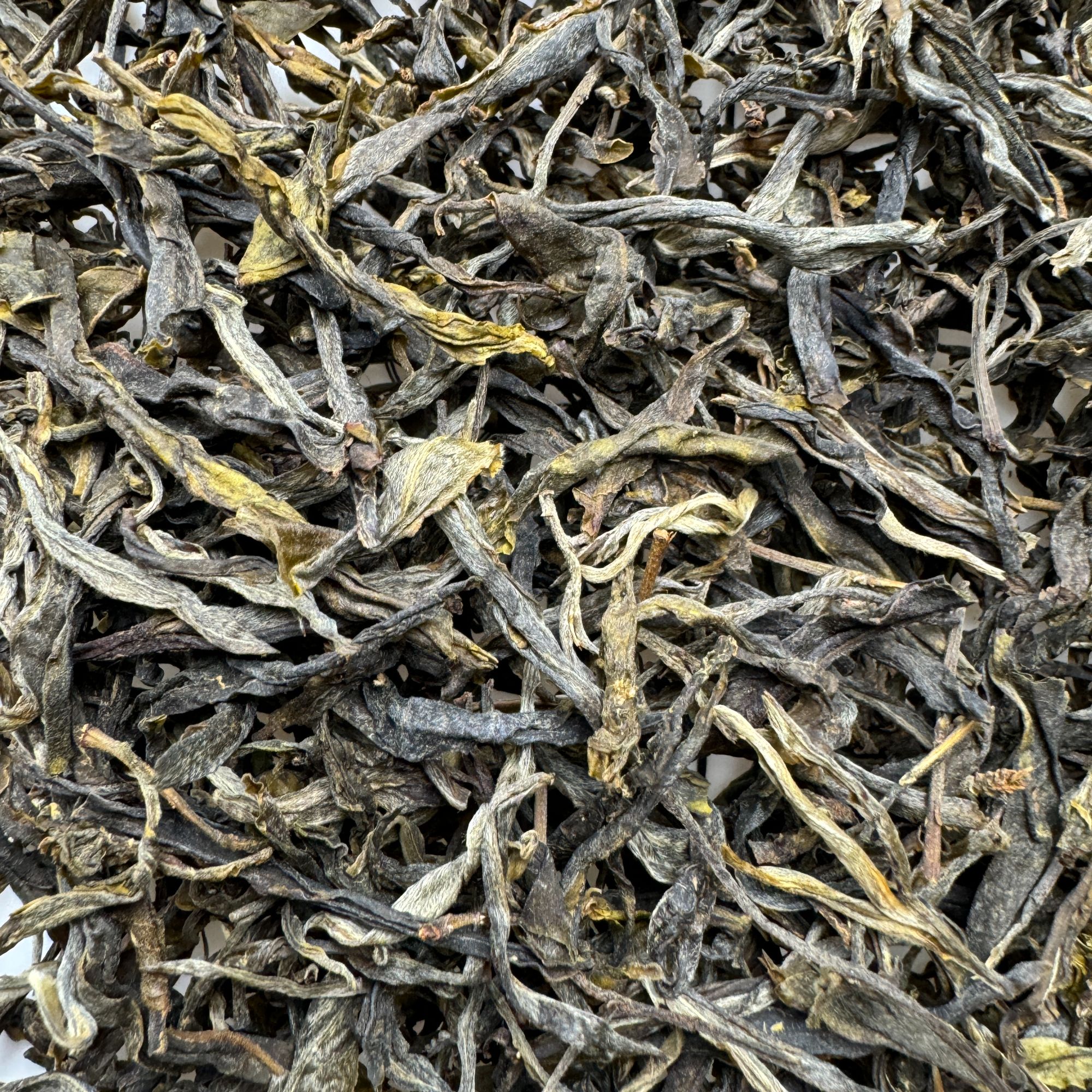 2023年纸山箐古树 头春头采 普洱茶生茶散茶