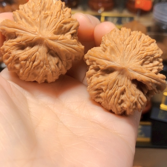 野生小众：黑金刚