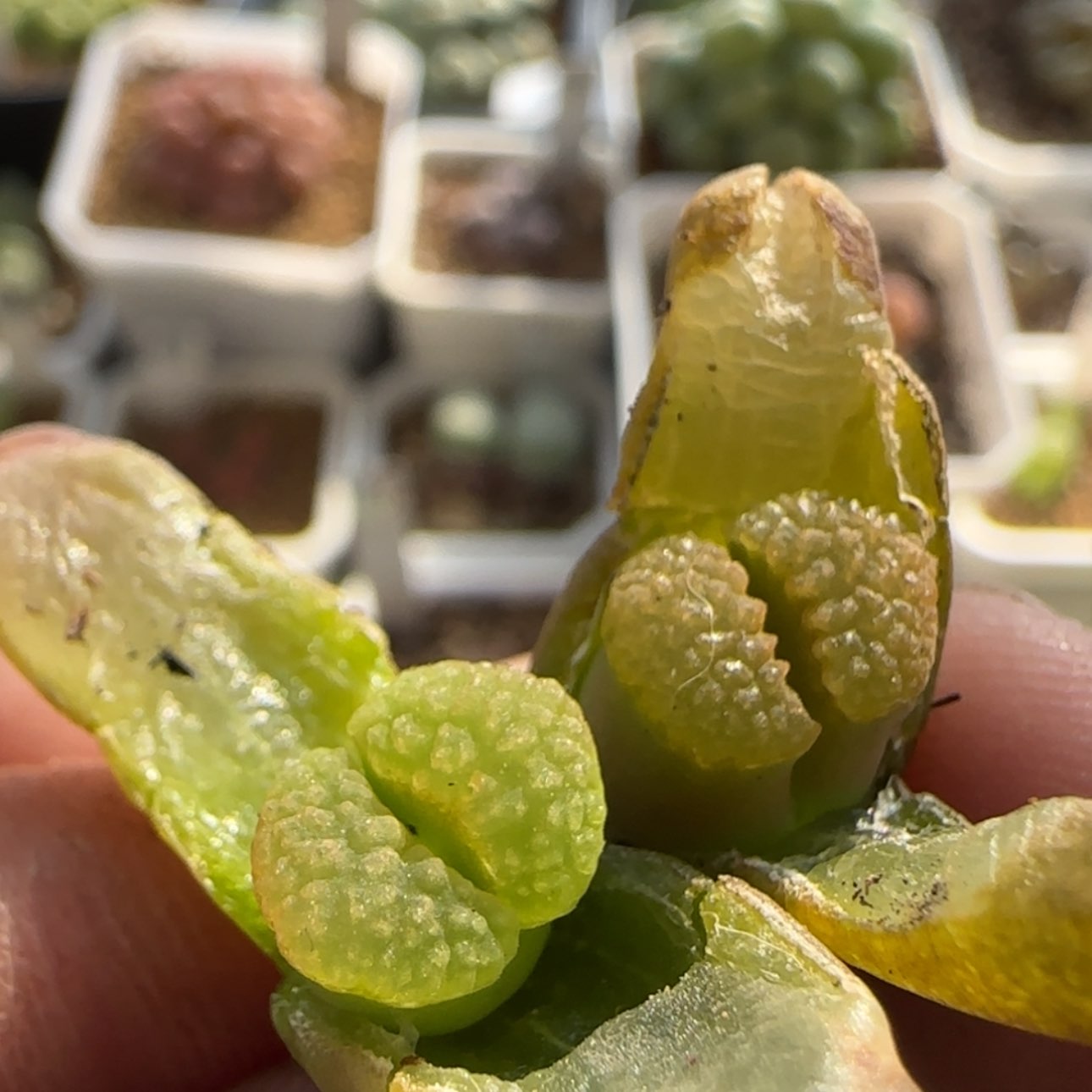 【闪购商品】7945     