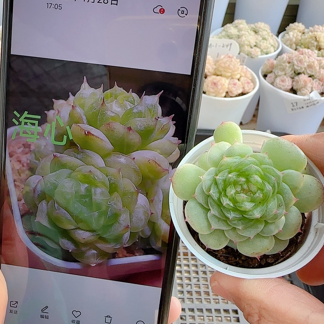 "***.1208-55（海心）专拍