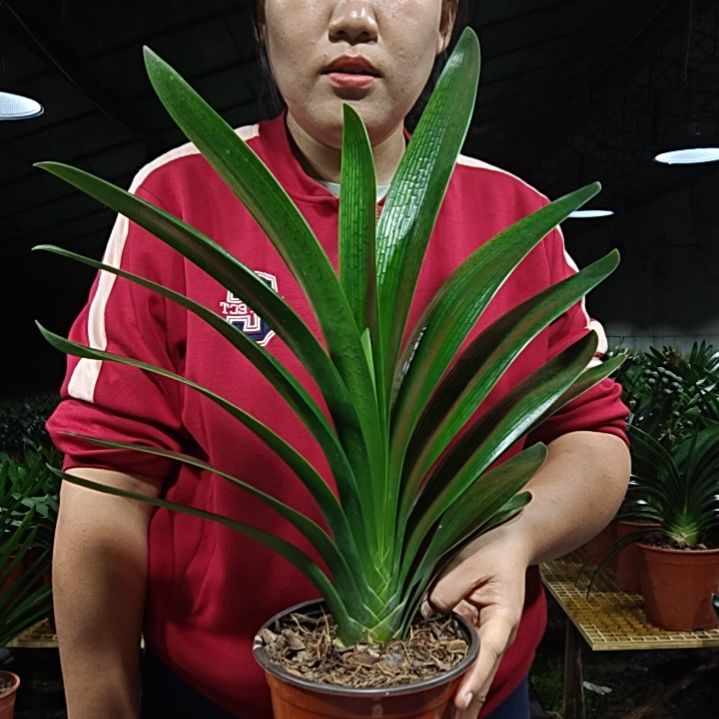 摄***郎无花朵摄女郎       59