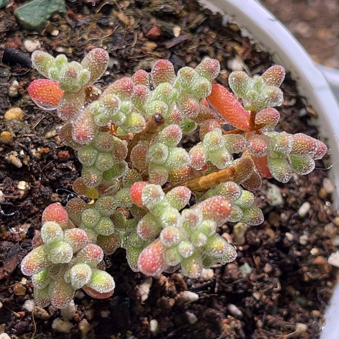 粉钻枝干番杏D735