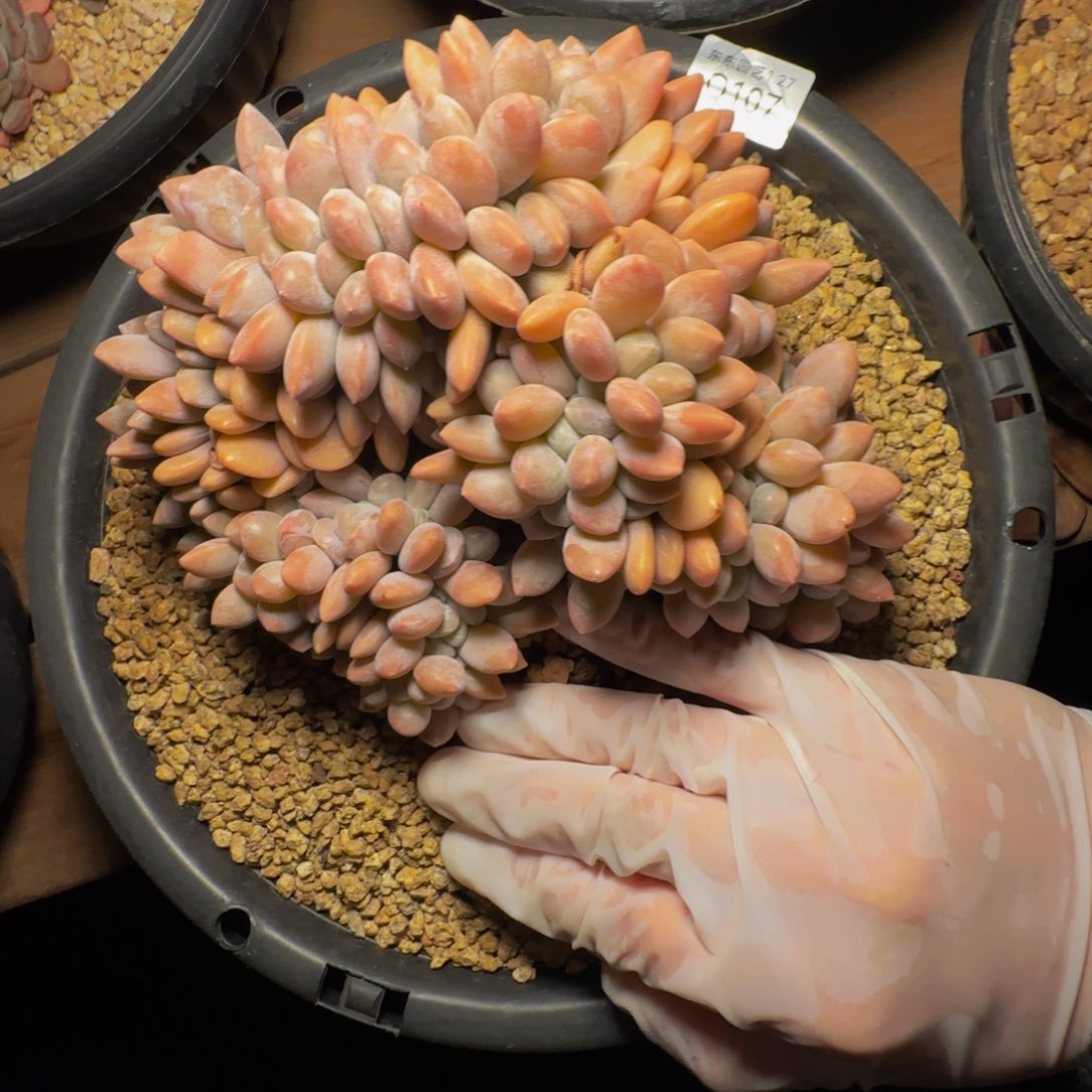 q q q q q q q q 107