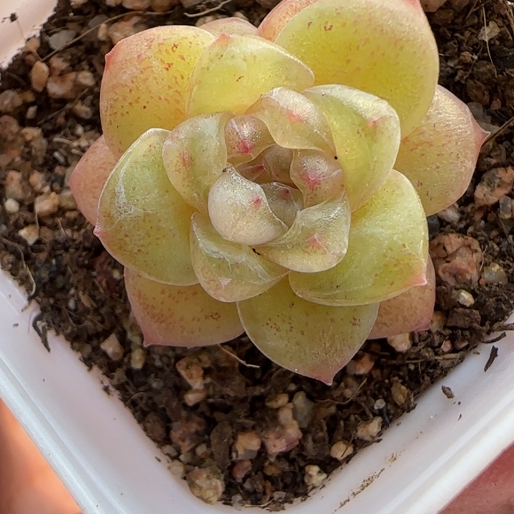 16 绝绝子多肉一棵