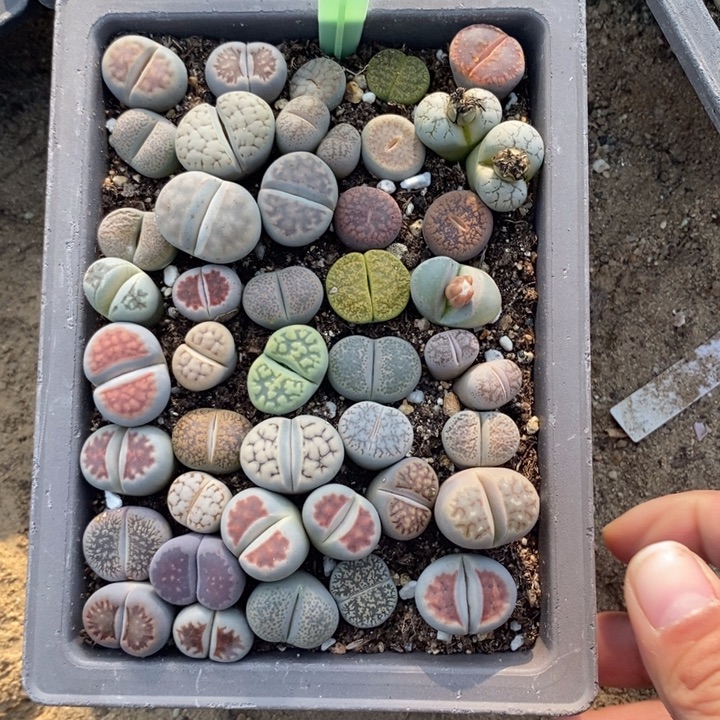 屈***胖生石花等植物的生长发育626