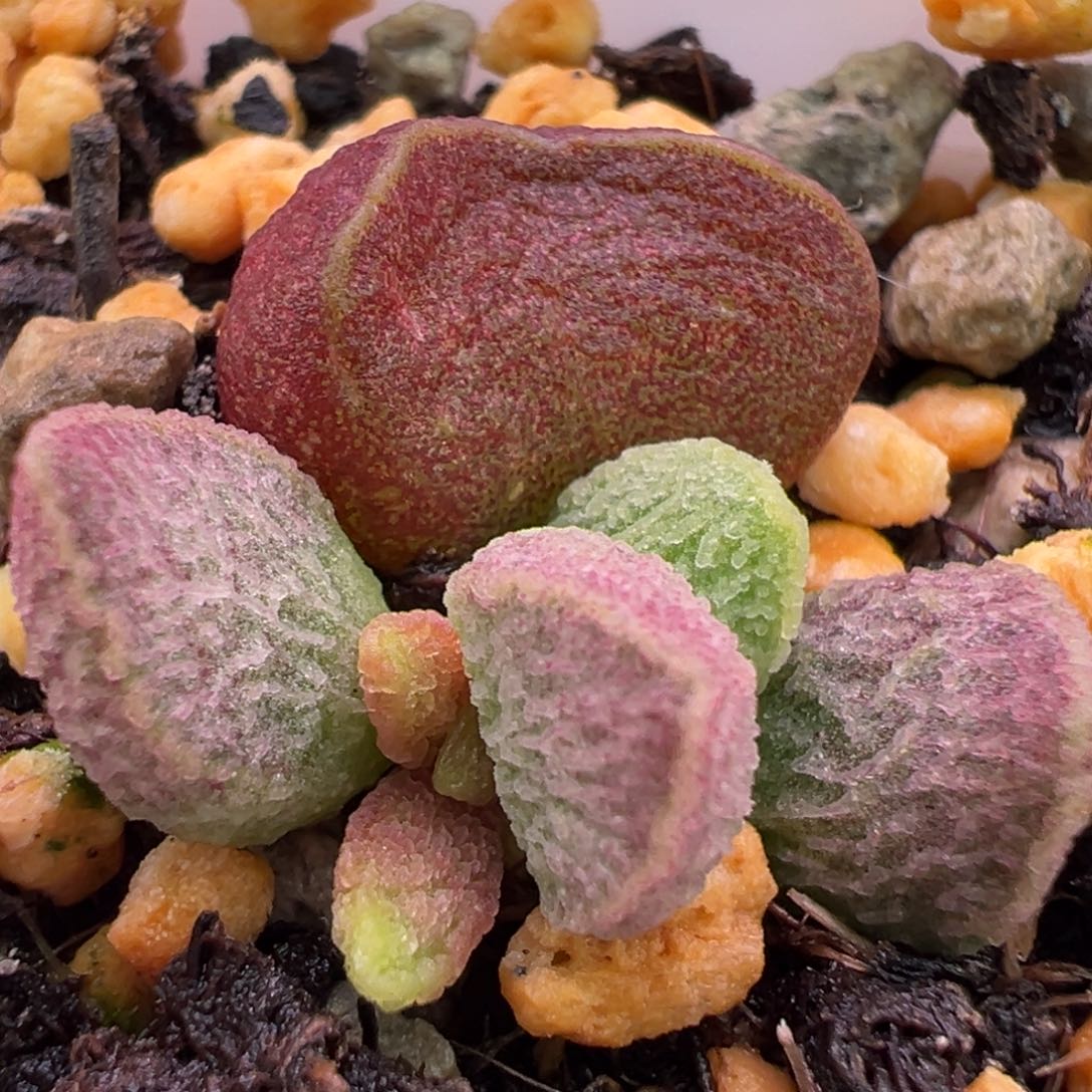 粉色实生新品大苗多肉植物