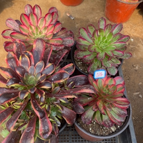 024多肉植物组合