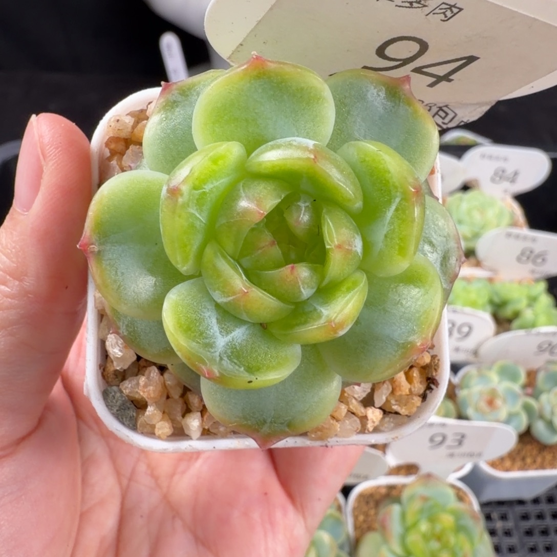 珍妮孤品单头94号