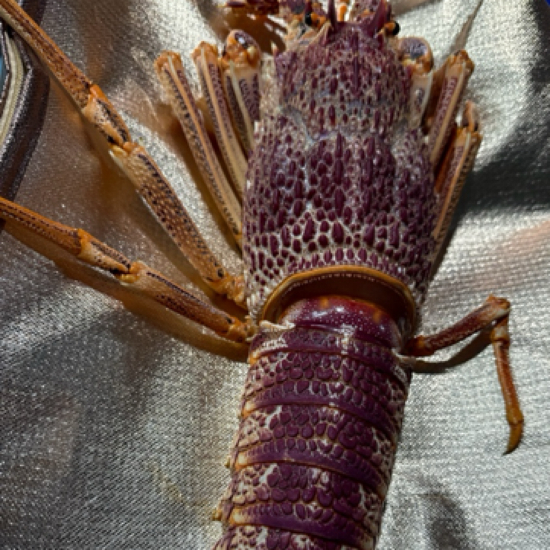 奥龙一只东三省包邮