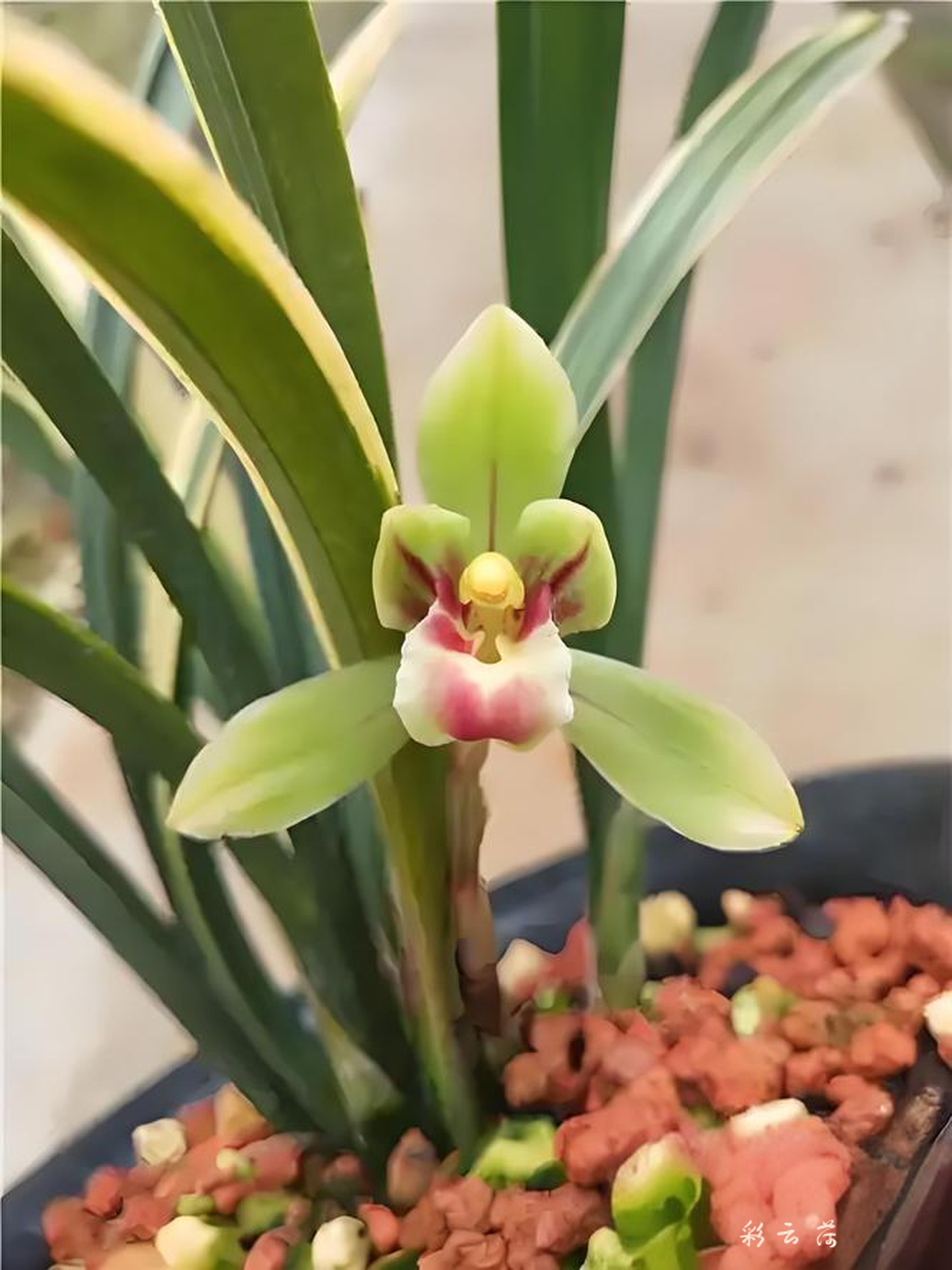 春兰【彩云荷】春兰矮种 叶艺名品 小巧精致 叶艺丰富 花香浓郁
