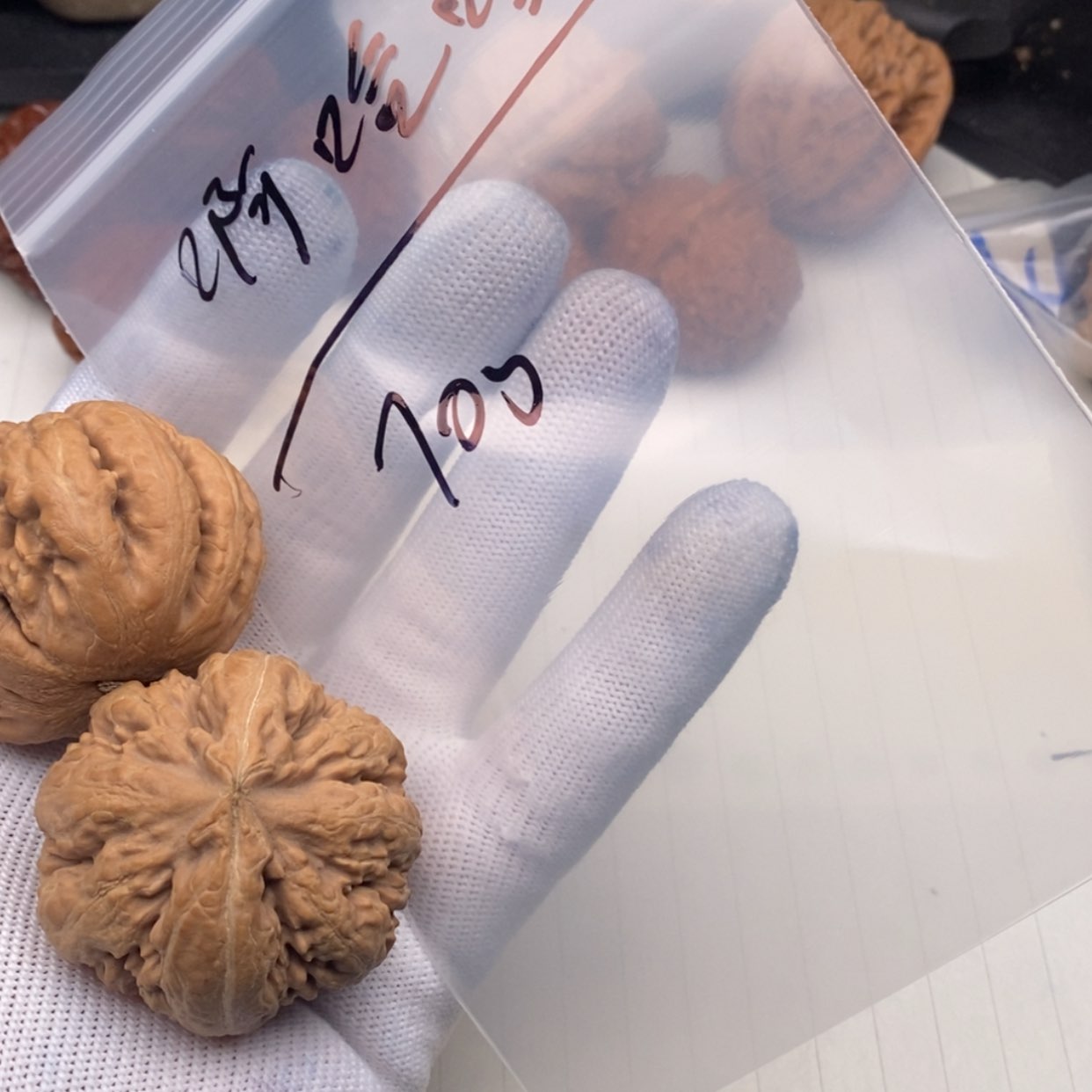 【闪购商品】文玩核桃吊坠啊****哈霸王龙