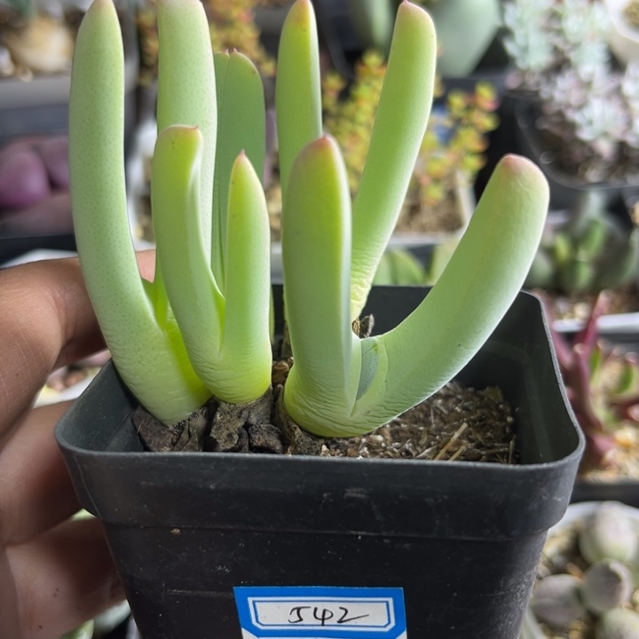 542 虾钳多肉植物