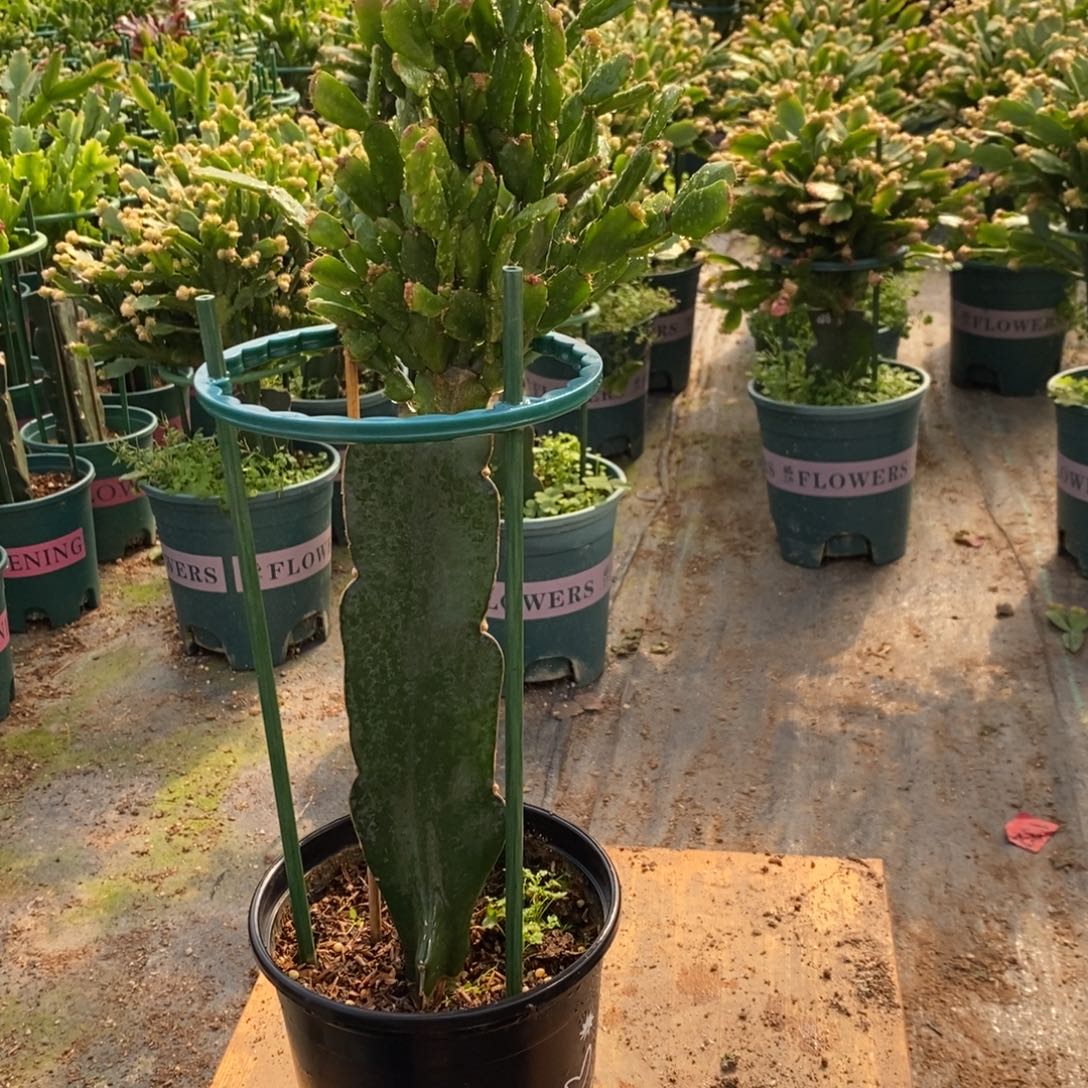 y***.当前无花朵，栽培后可花朵050嫁接028