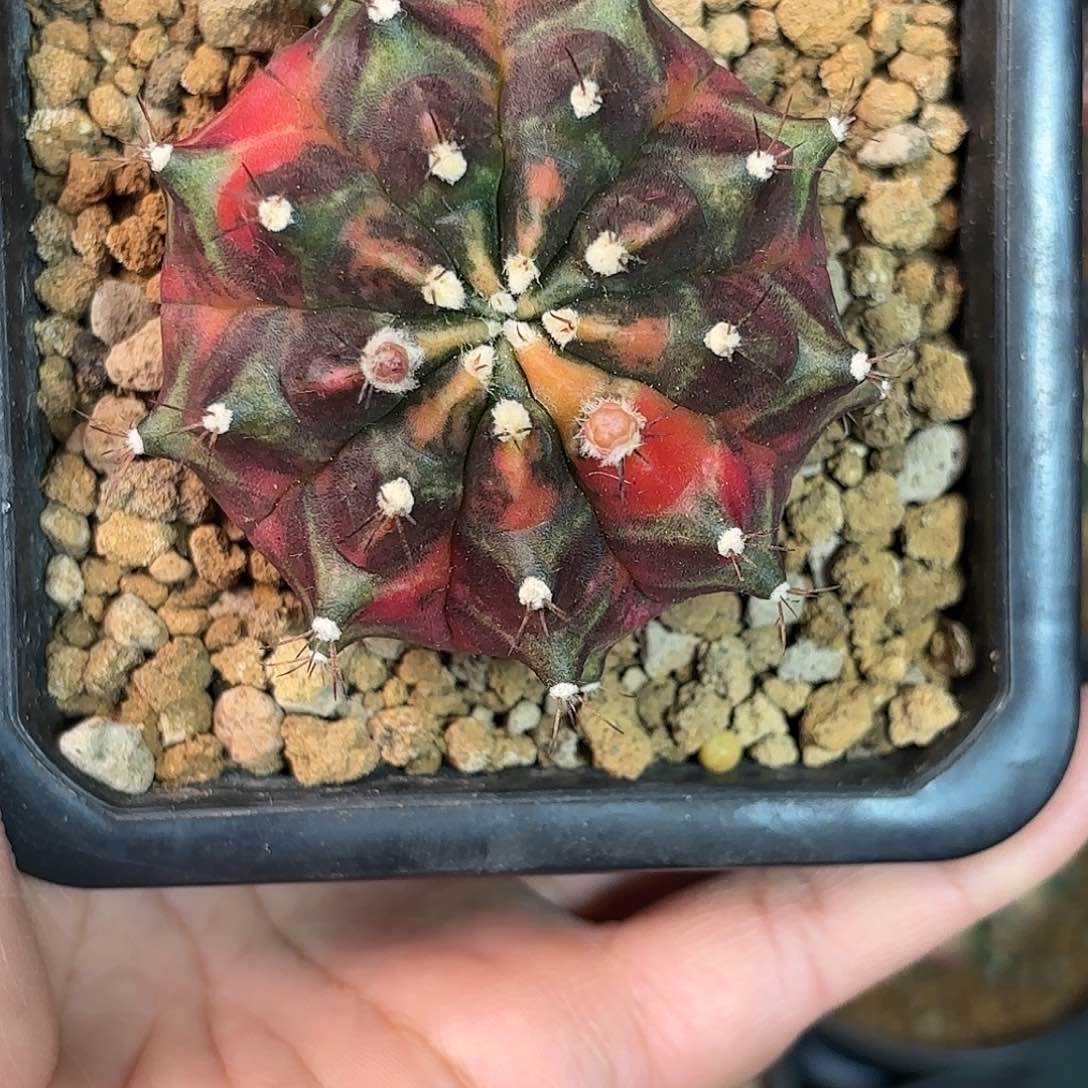 泰系乌贼米哈仙人球