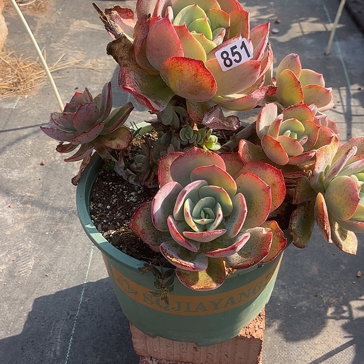 邱***姐851血凤脱土发货不退不换