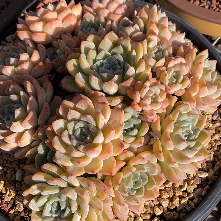 D097- 直播福利 捧花