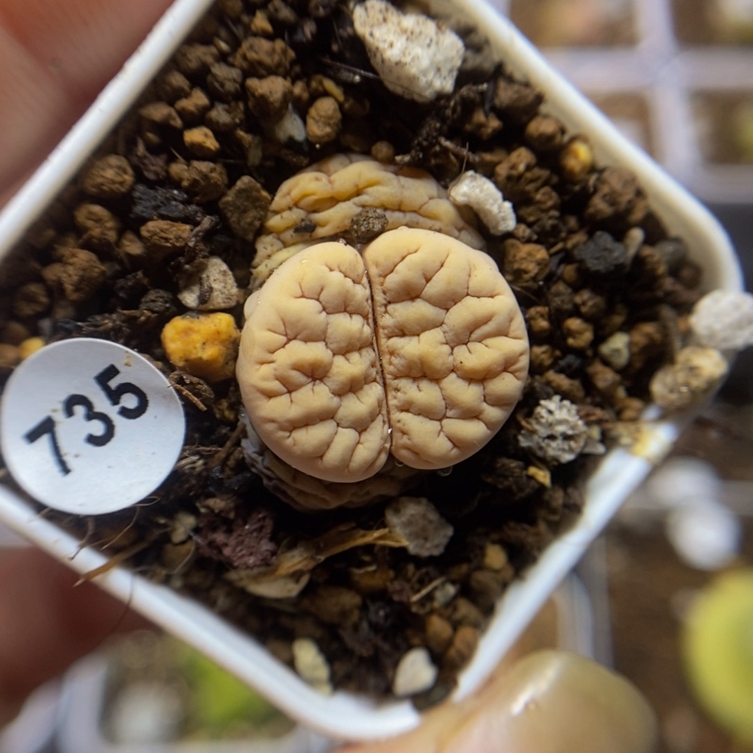 c189荒玉1.8cm多肉植物