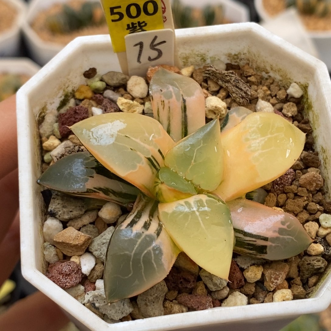 500火凤凰克多肉植物