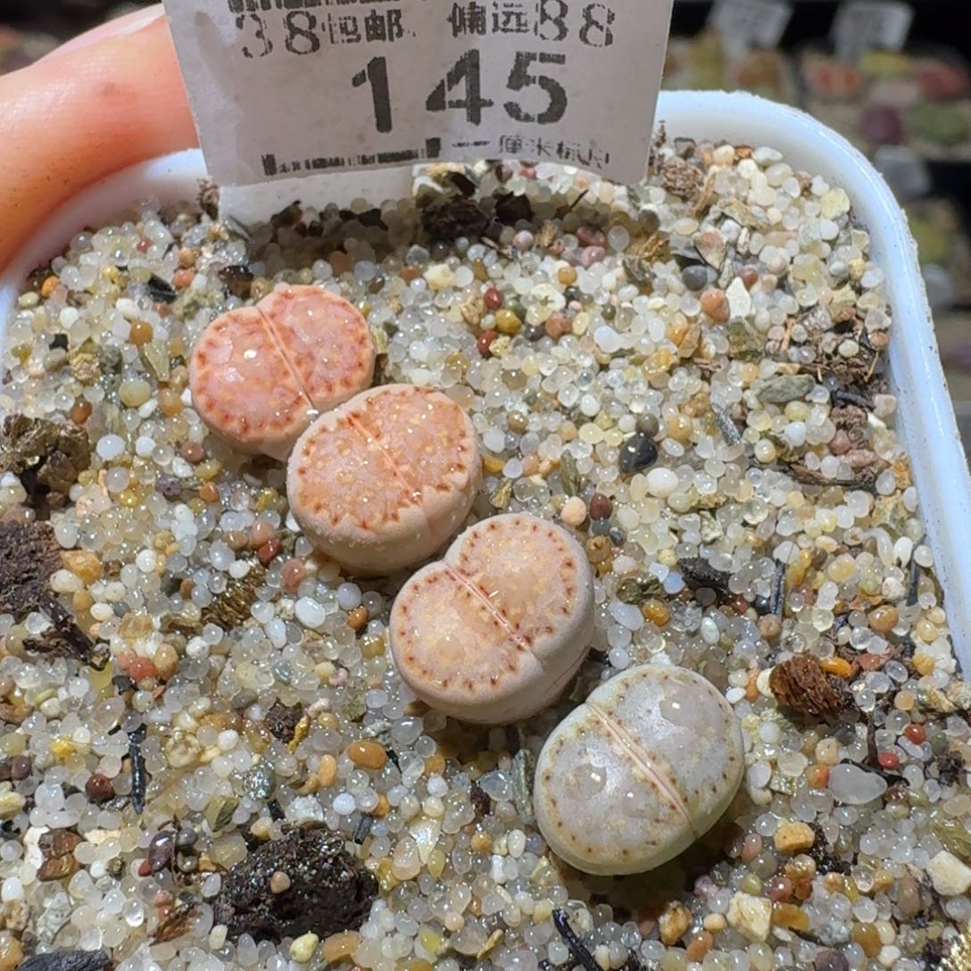 Sss生石花清货价145