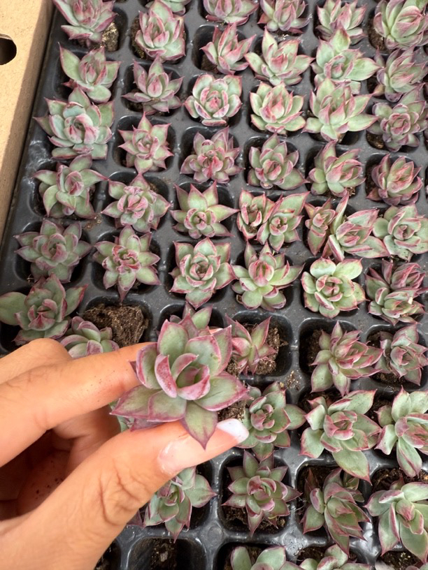 惊鸿仙子 穴苗 3颗一组