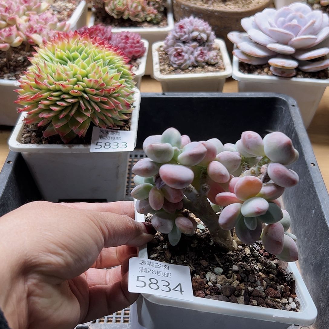 9号我们的确是一5834